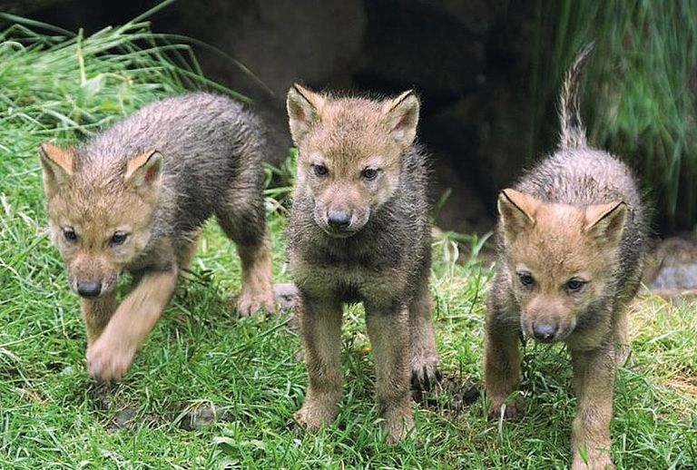 Drei Jungwölfe verlassen die Höhle, Foto des wwf Bern, Freiwillige für Wolfsgruppe gesucht