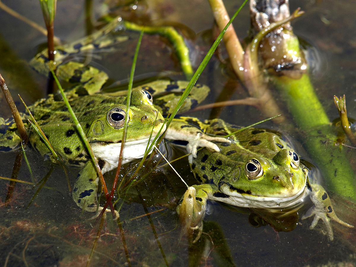 Froschpaar im Teich